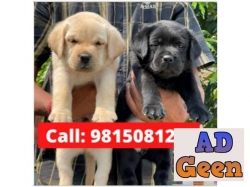 used Labrador Puppies Available For sale in Sultanpur Lodhi. CALL9815081234 for sale 